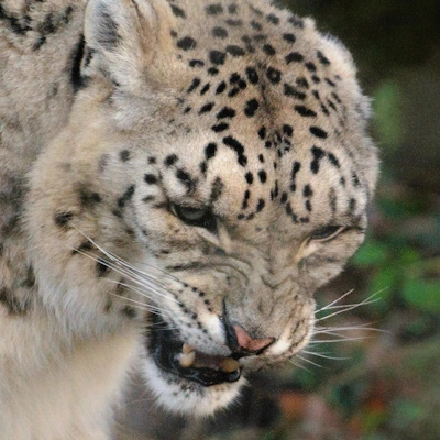 Apodae